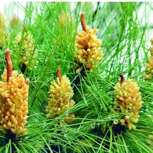 松花粉总经销