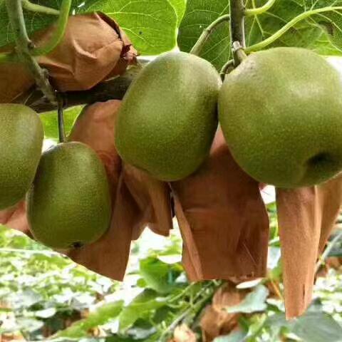 农家优果猕猴桃