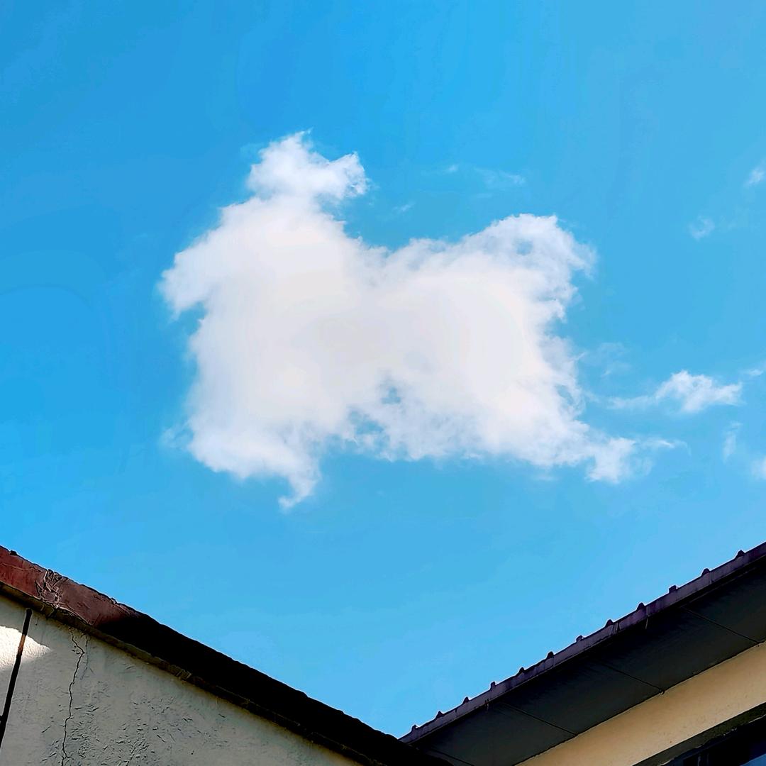 Echo图