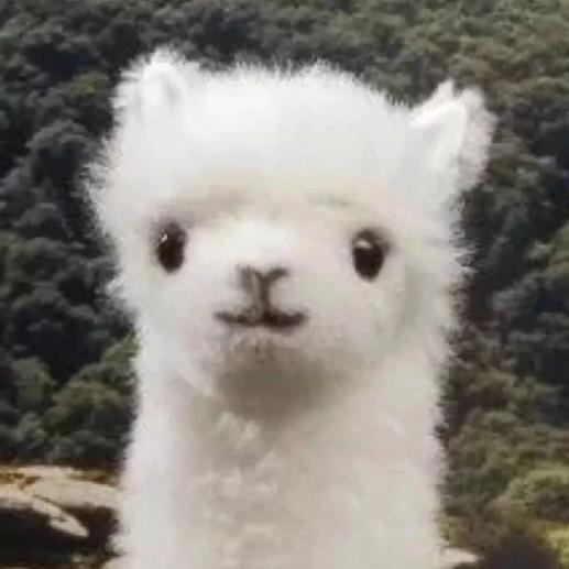 发现一只杨🦙