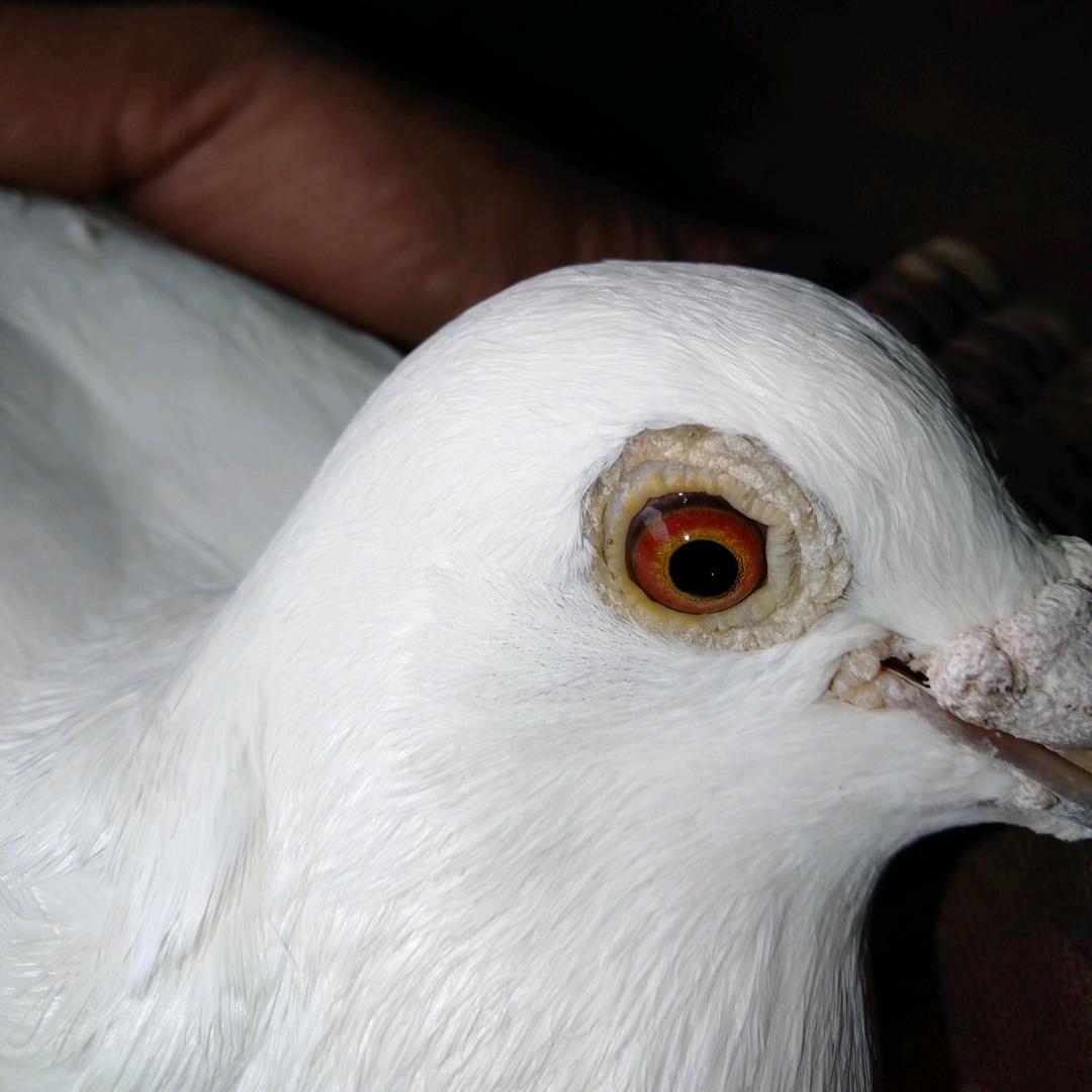 中国信鸽🐦