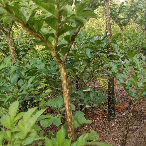 宏业魔芋种植户
