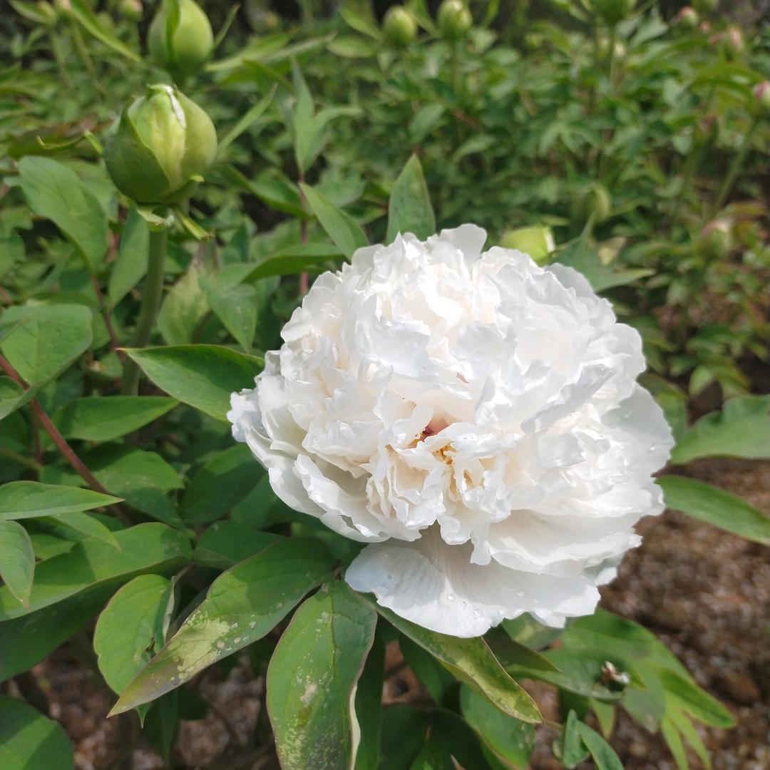 奋斗中的妈妈(互关好友)