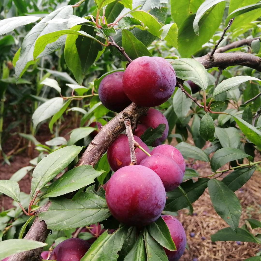 李子园的李子哥