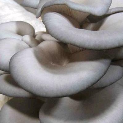 （农丰兄弟）桐山岭生态农场