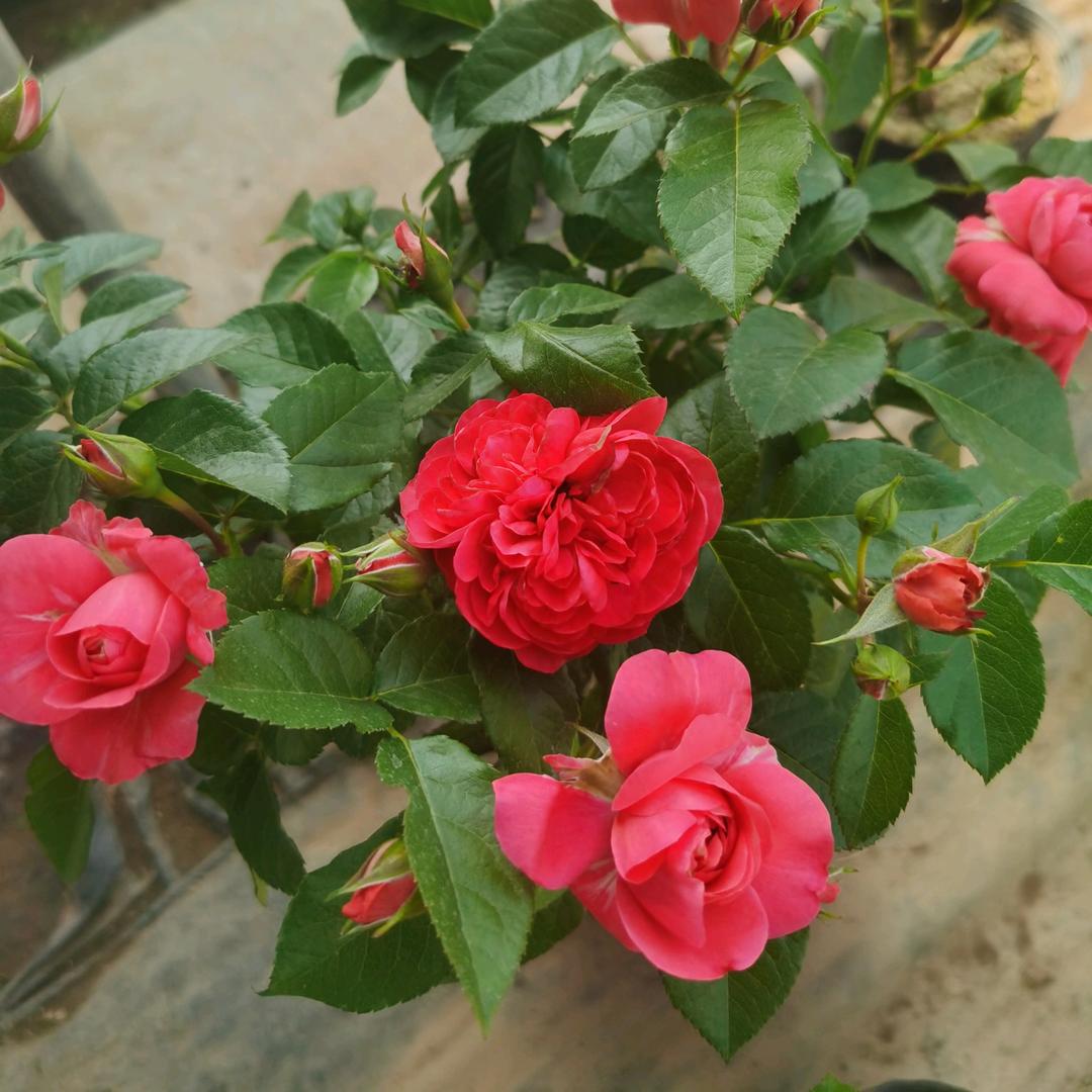 彤彤花圃