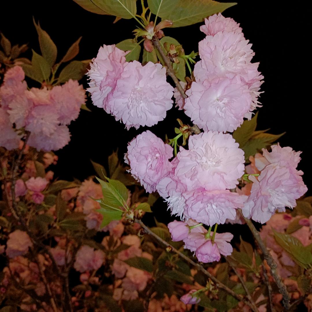 ♧y   梨   花♧