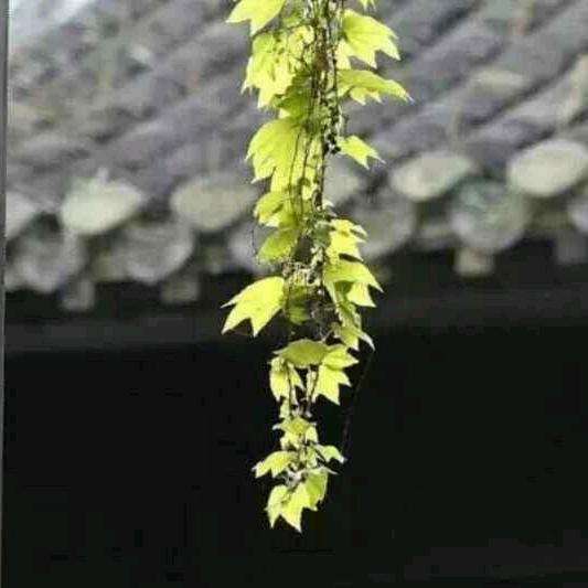 空间美学 太湖石