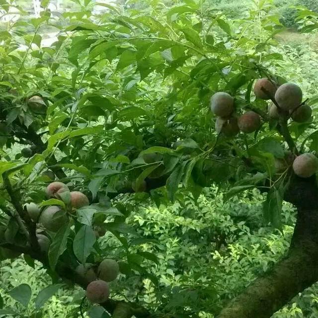 凤苹