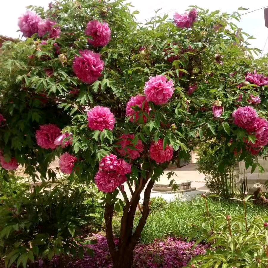 富贵花木