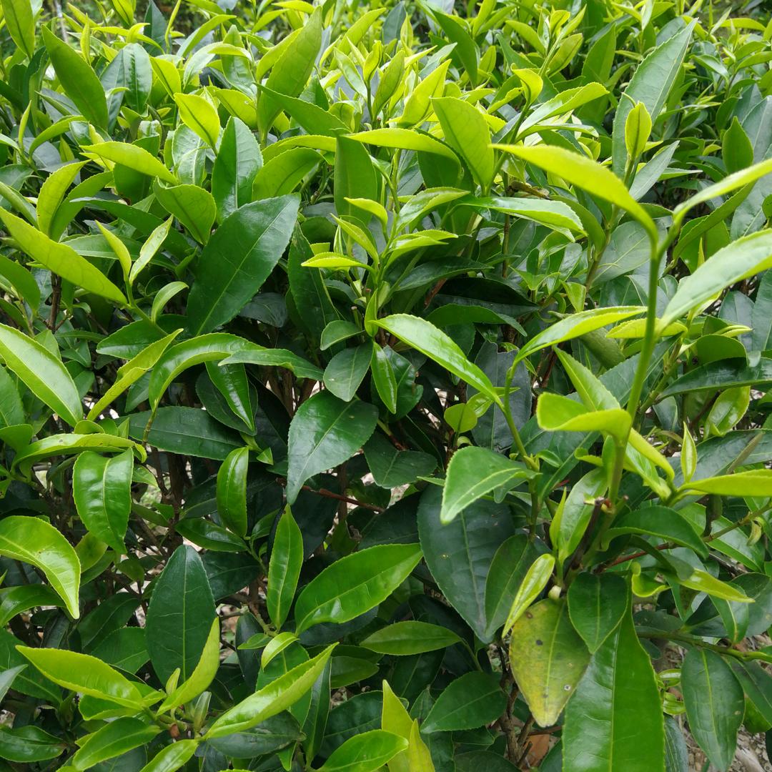 林Lin