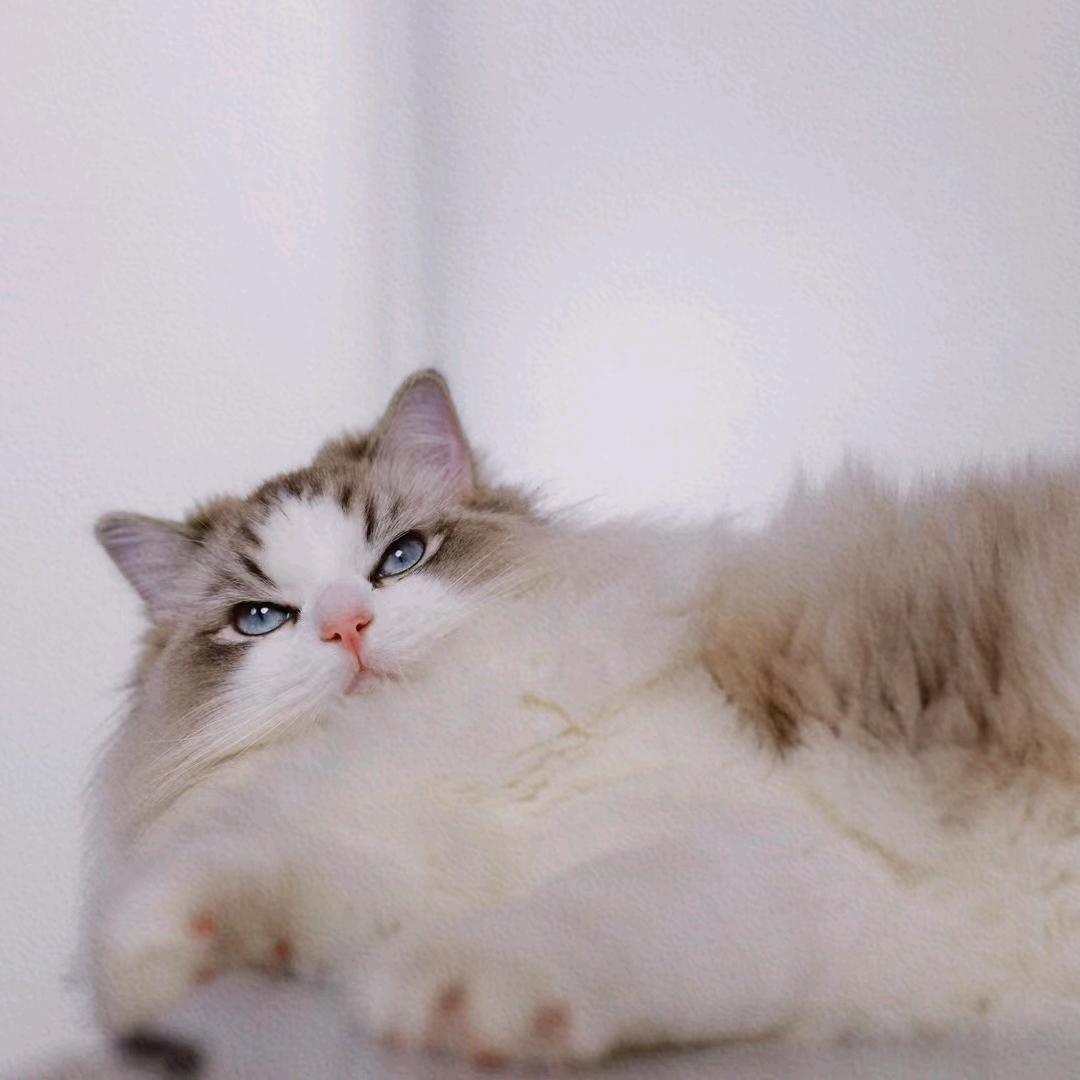 心曳联盟♥无瑕