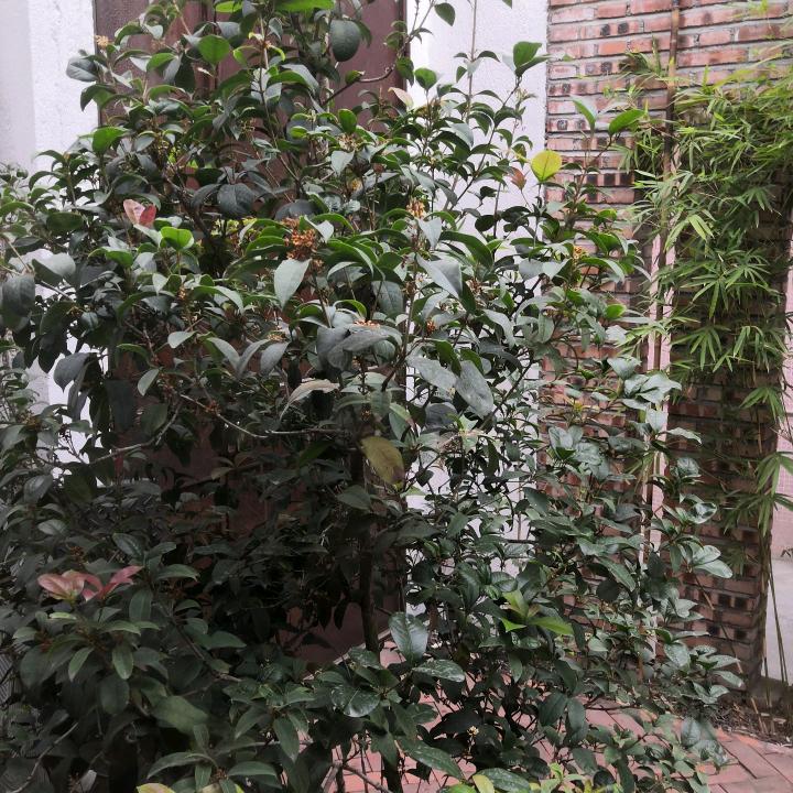 木木