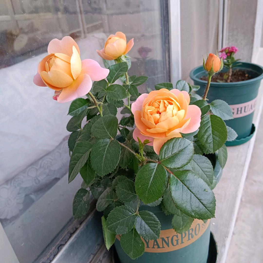 欢乐(◕ᴗ◕✿)