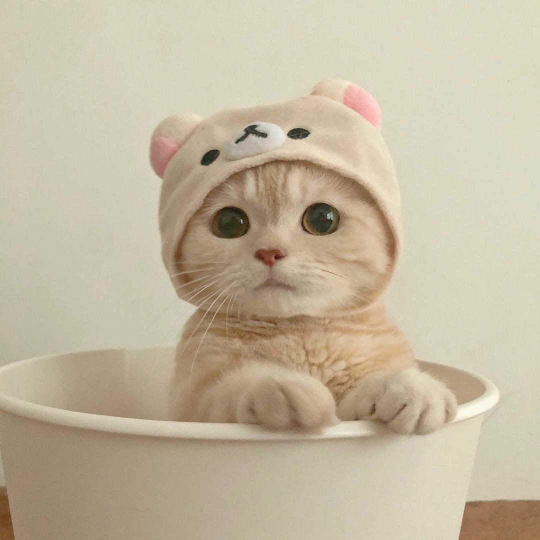 卡吹娜
