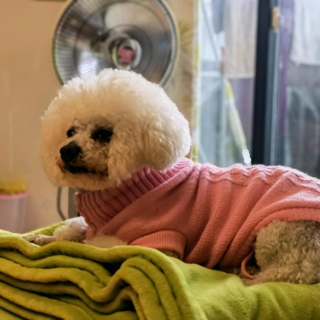 叶子