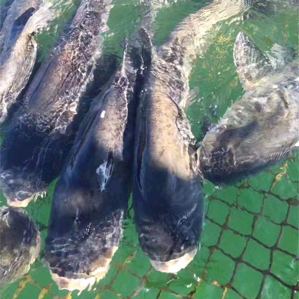 标