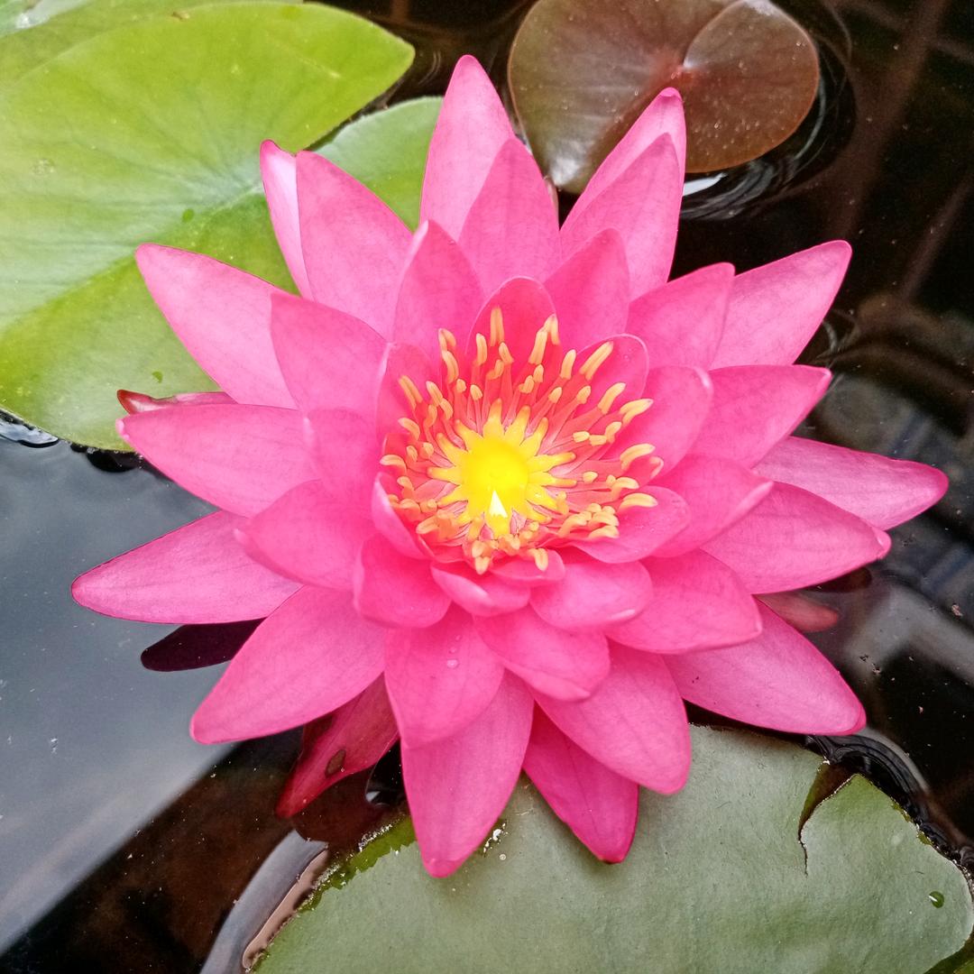 银河（王者大现）