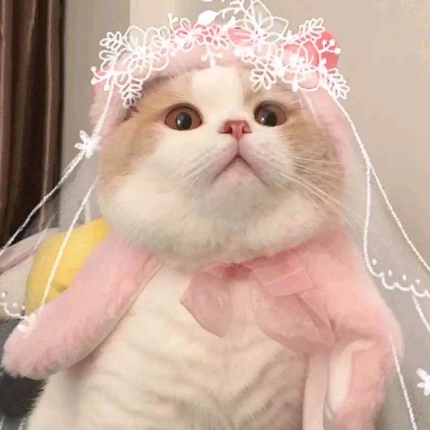 🌈🌈我家有只瑞瑞虎🐯