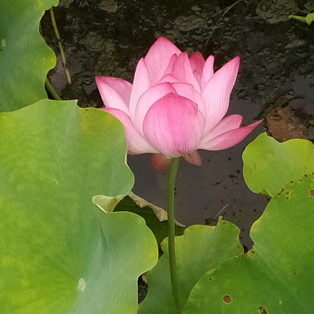 心柔