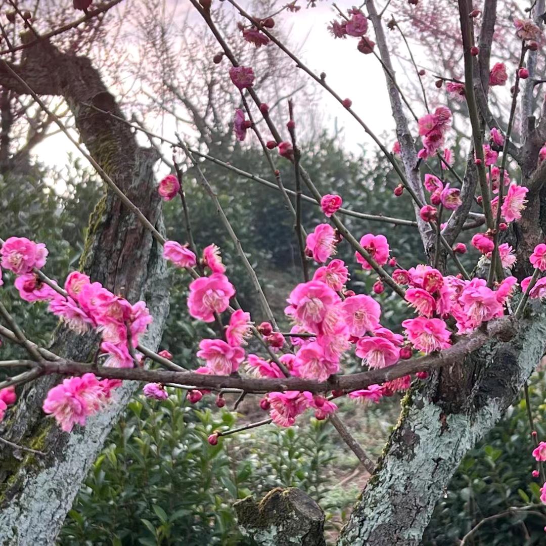 京城二哥