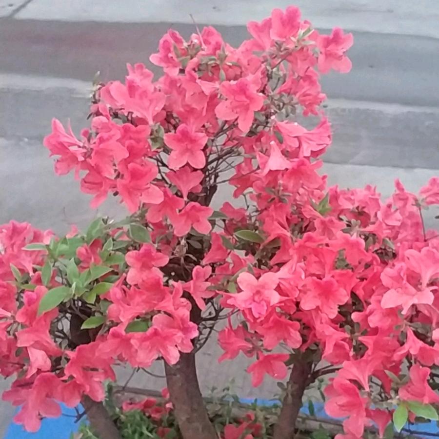 平安是福😀