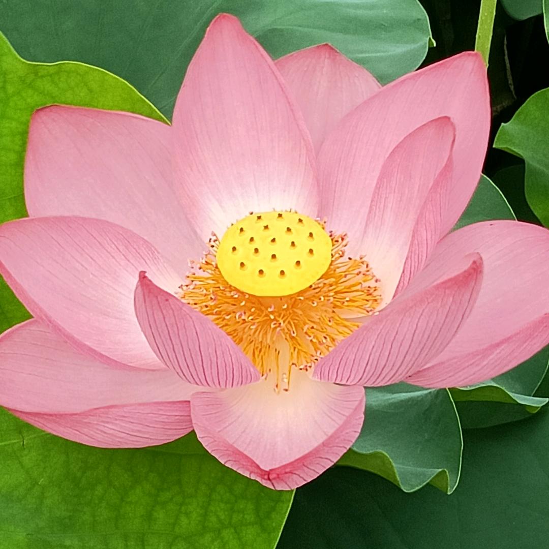 真情实意