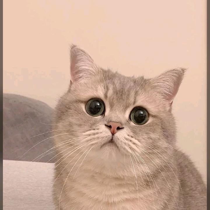 京
