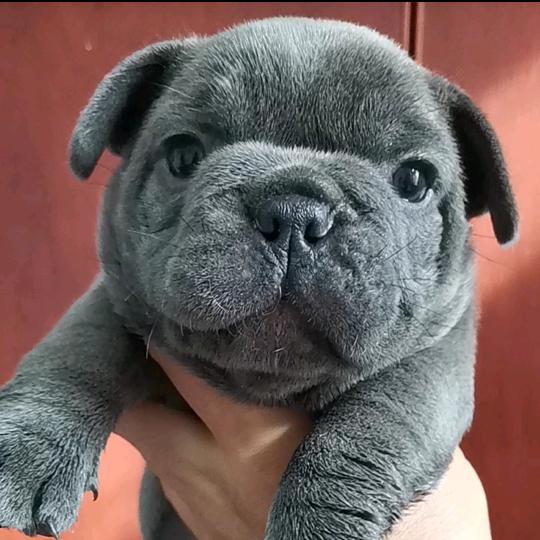 大群家的小法斗