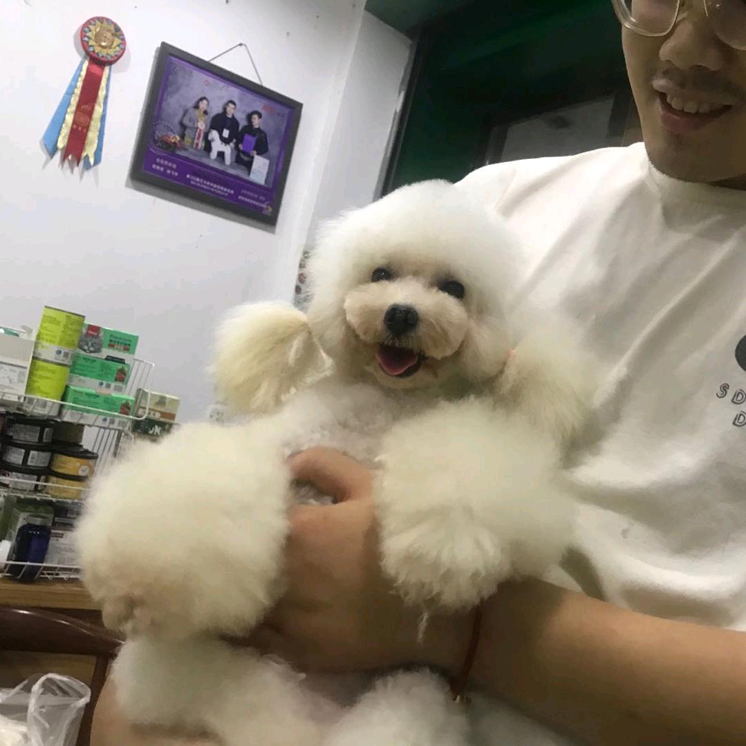 永康伊布宠物