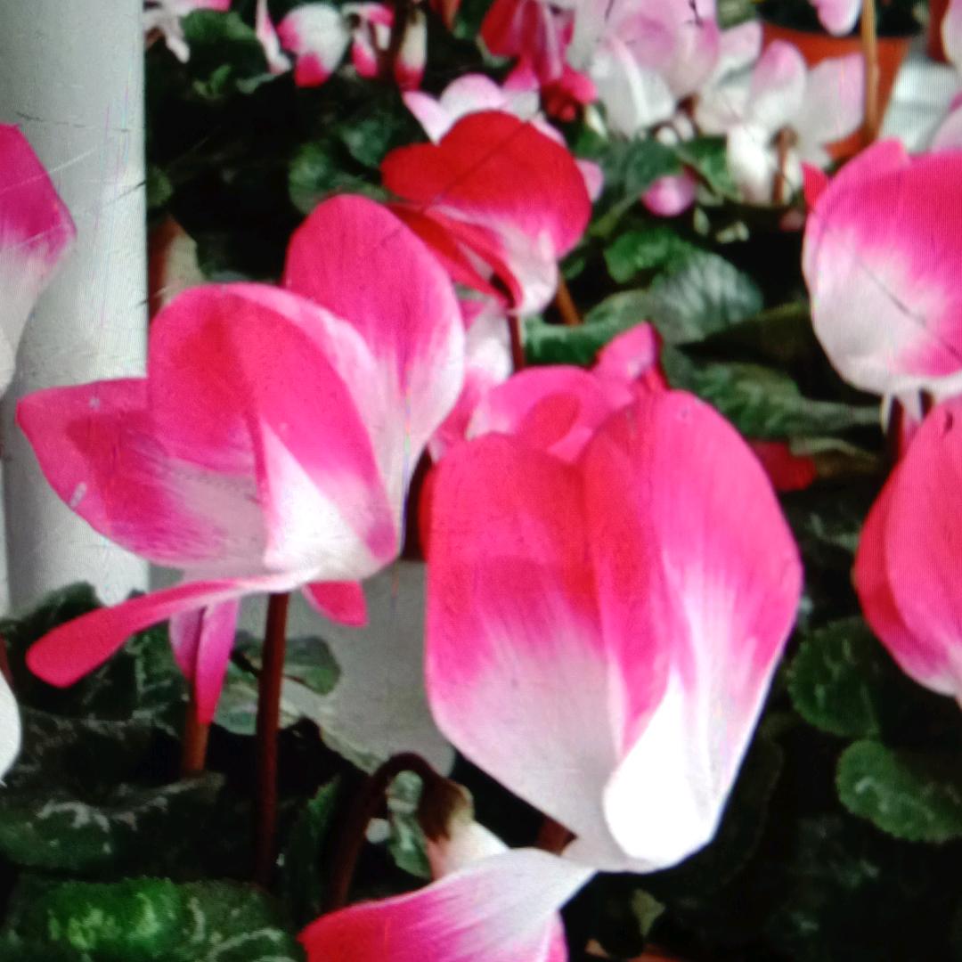 许七安₍˄·͈༝·͈˄*₎◞ ̑̑