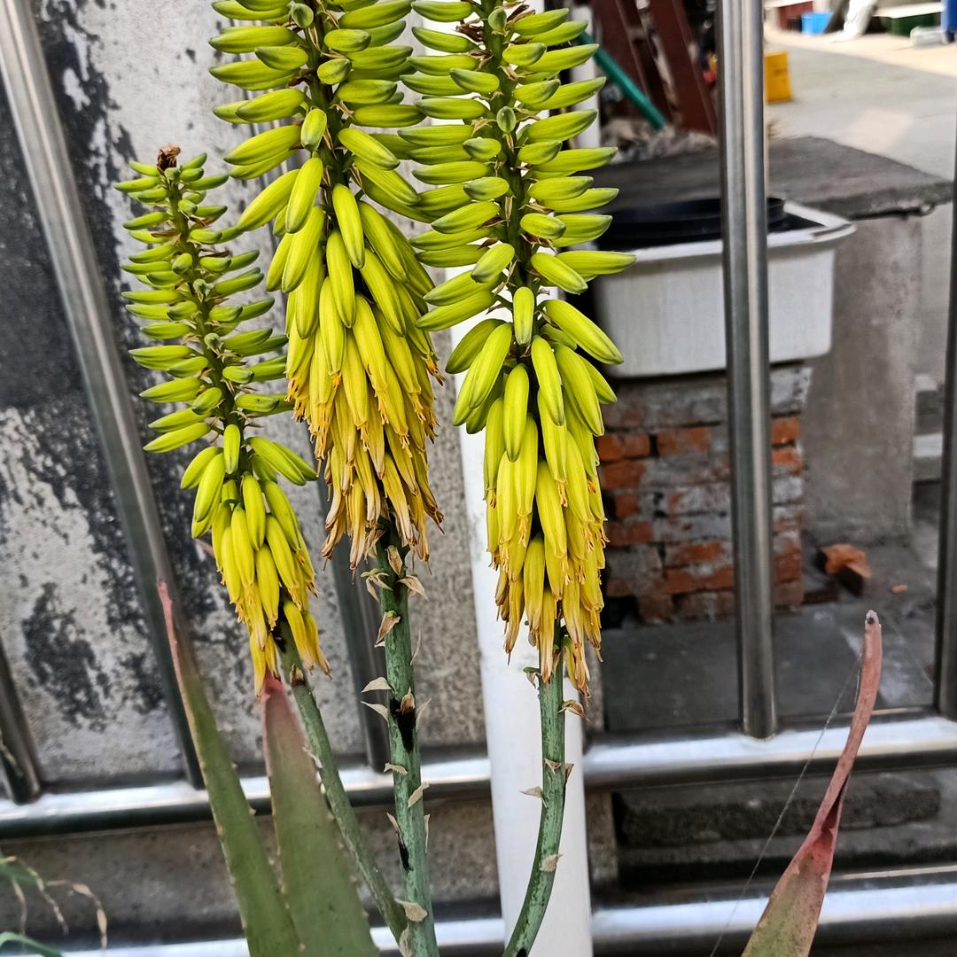 活力小岛头像