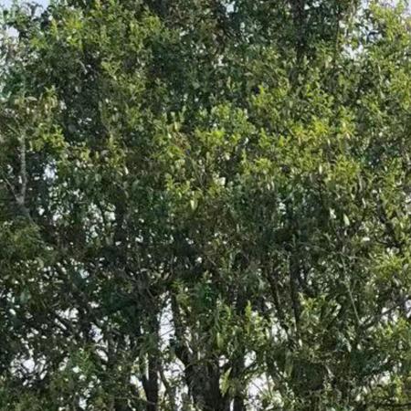 贵香古树茶行