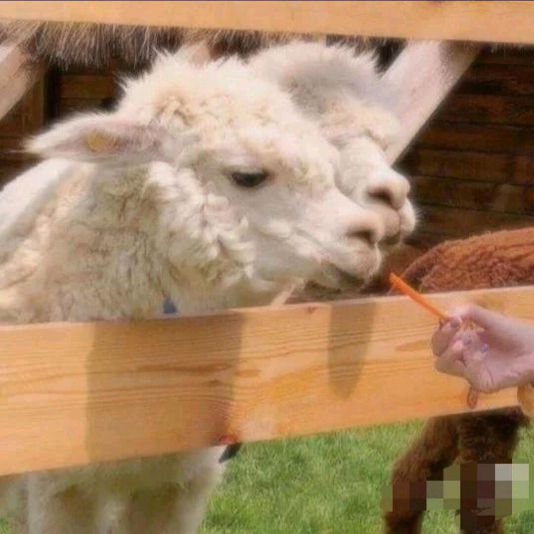 红烧狮子头