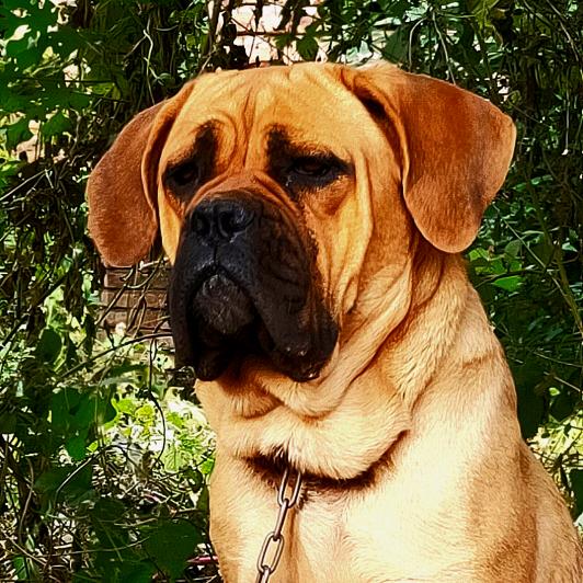 隔壁老岳卡斯罗