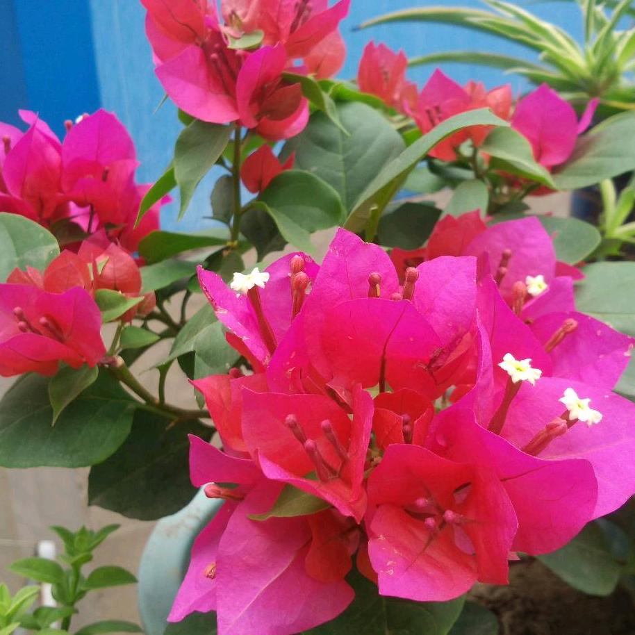 A5🇨🇳🎶燕子