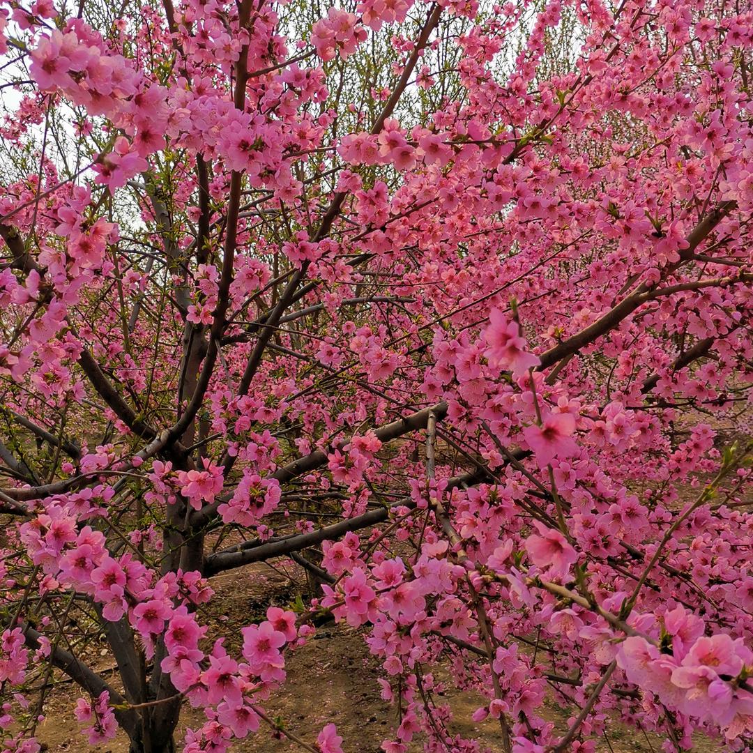 李哥