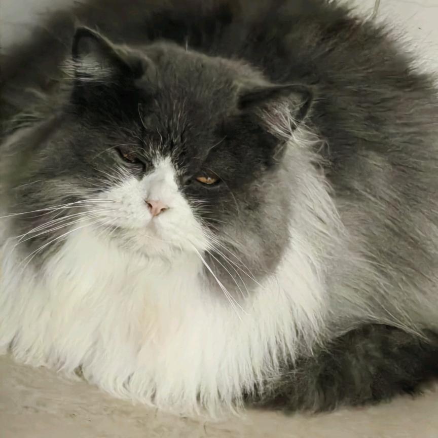 猫不拉几