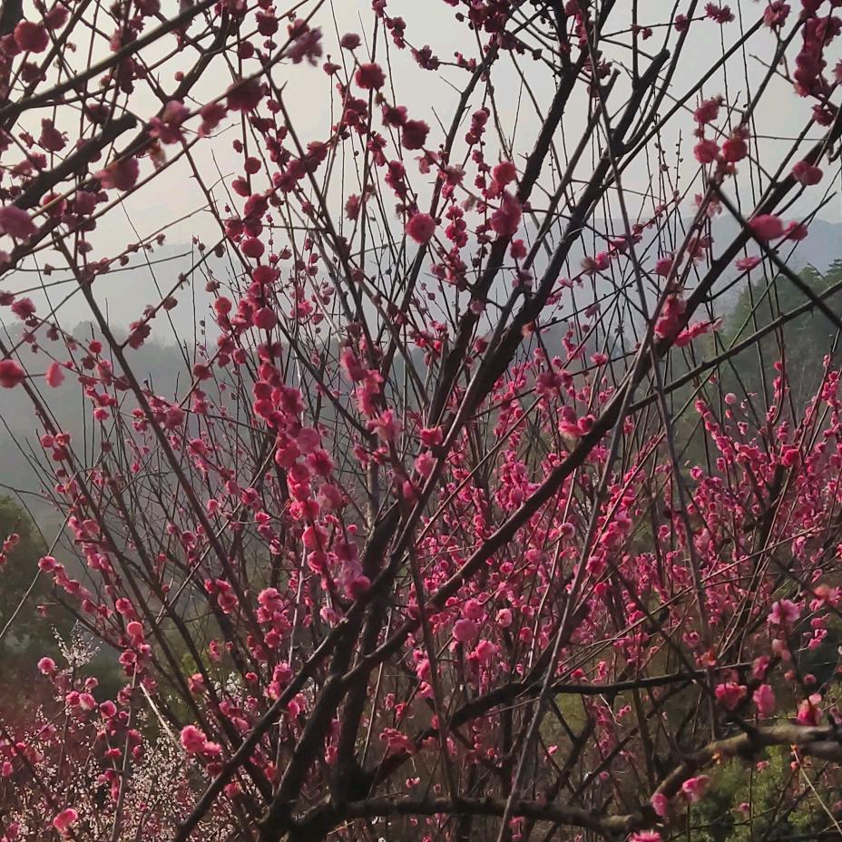 宁碎年华