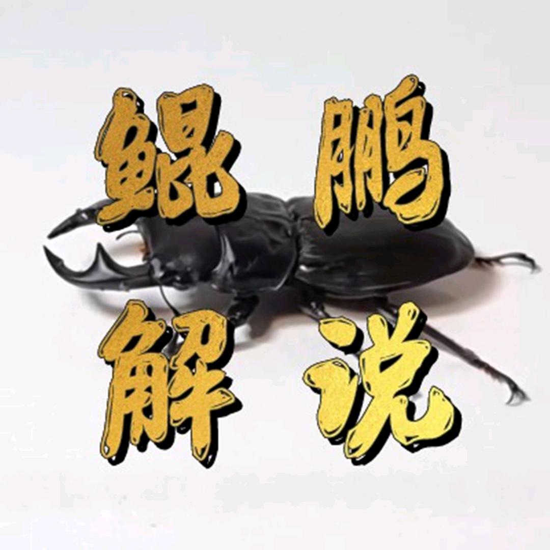 鲲鹏解说