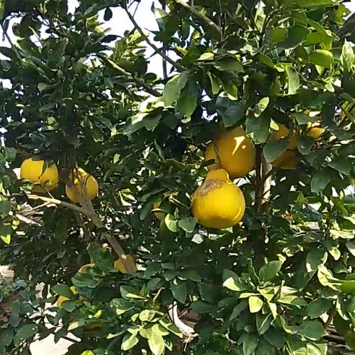 茫然