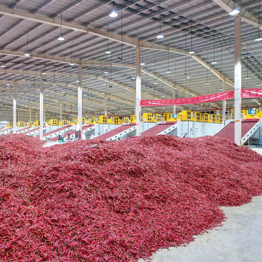 华景智农烘干设备-谯延海