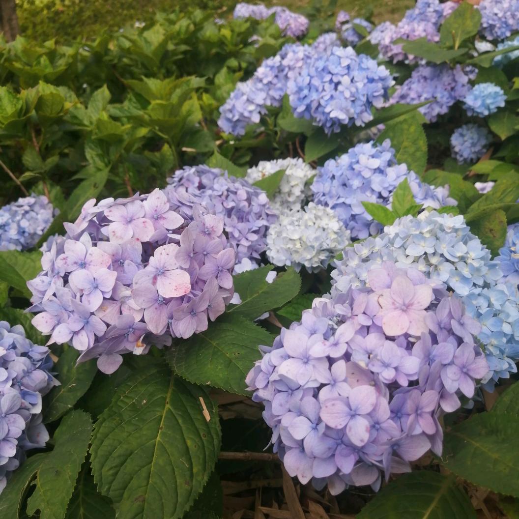 2025✧(许个≖ ◡ ≖愿王✿)