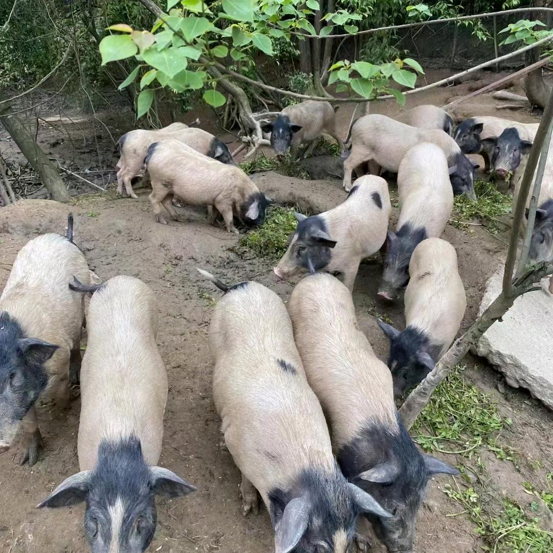 平南巴马香猪生态养殖