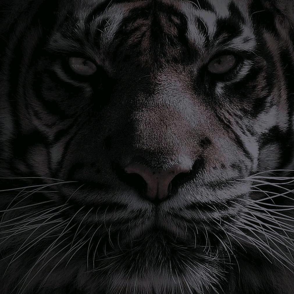 🐯今晚打老虎