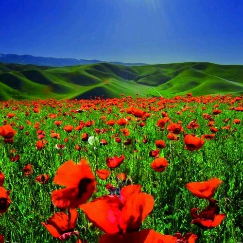 🌸一生平安🍎