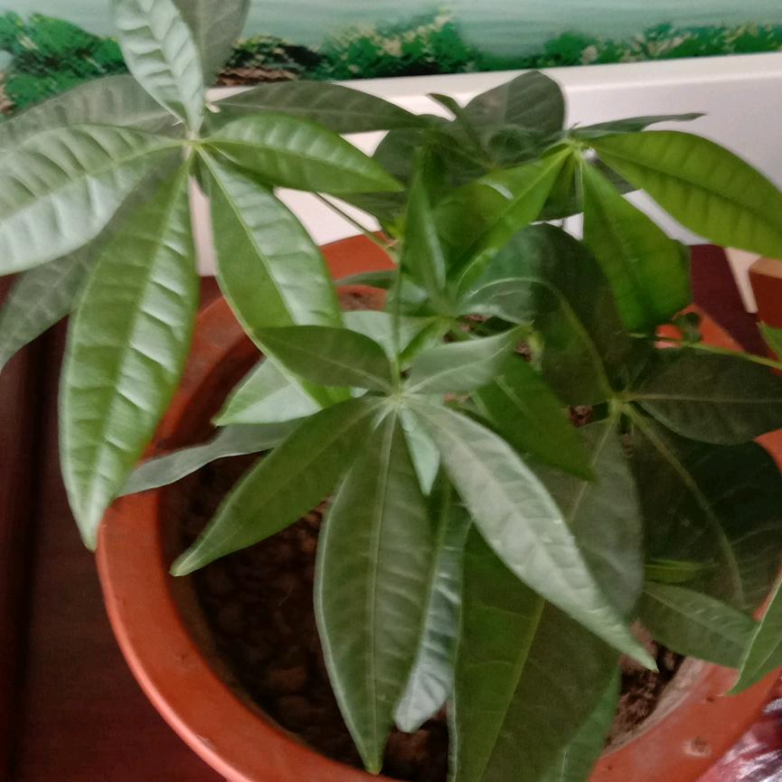 美丽心情🌴🌴