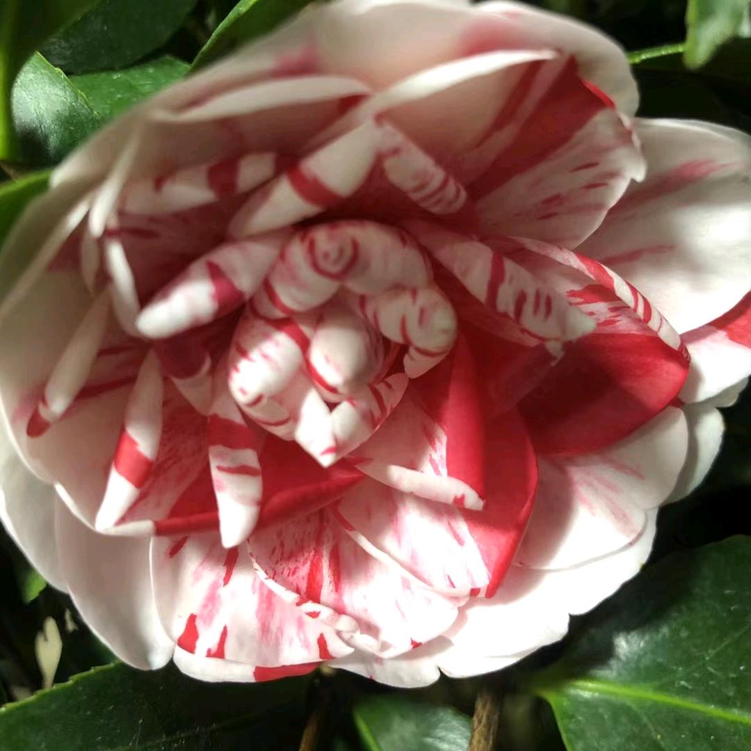 永福花乡惜缘