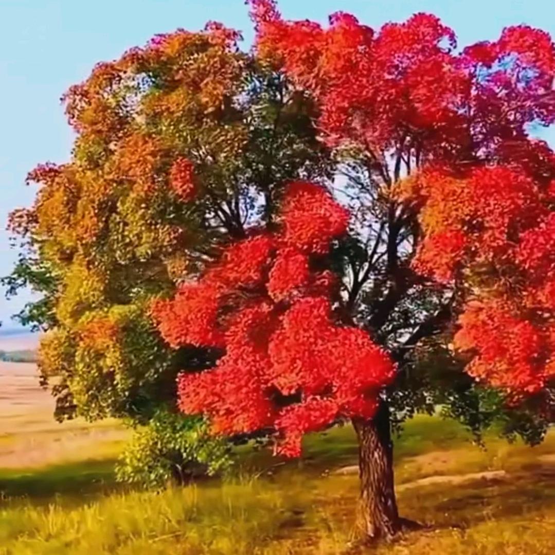 清泉