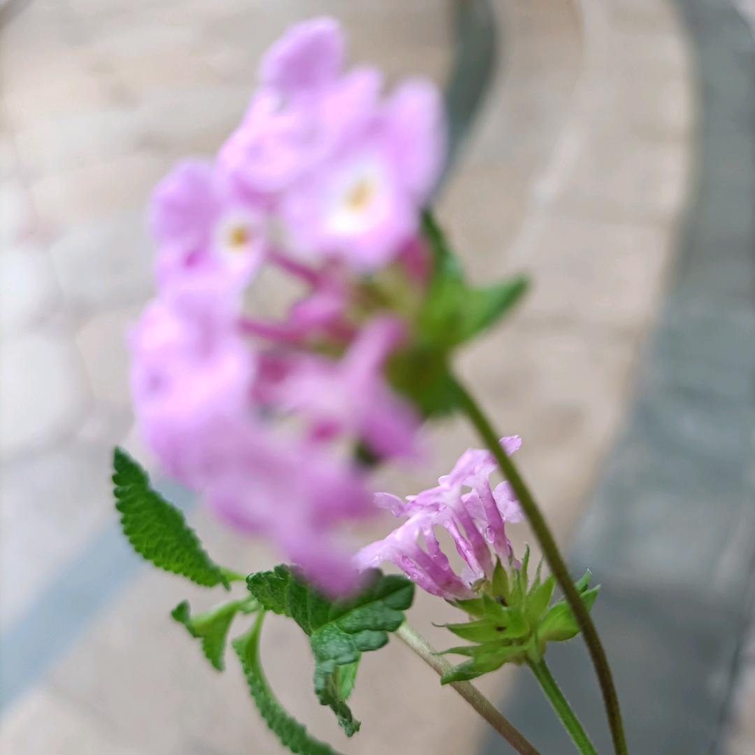 玥玥嫲嫲